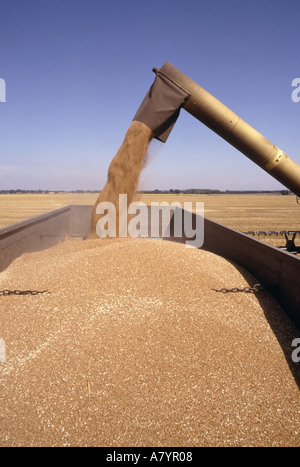Mähdrescher Korn Anhänger Behälter entleeren Stockfoto