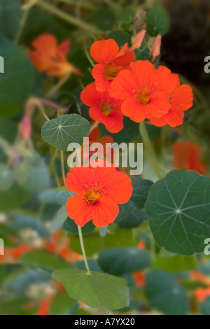 Kapuzinerkresse Blüten Stockfoto