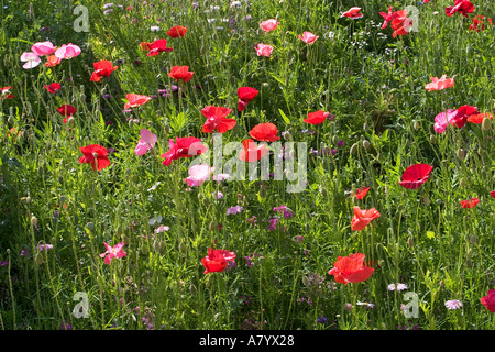 Britische Wildblumen auf meadowbank Stockfoto