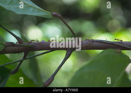 Rote Ameisen auf Ast des Baumes, die auf der Suche nach Nahrung im westafrikanischen Regenwald Ghana Stockfoto