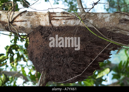 Ameisen nisten auf Ast des Baumes im westafrikanischen Regenwald Ghana Stockfoto