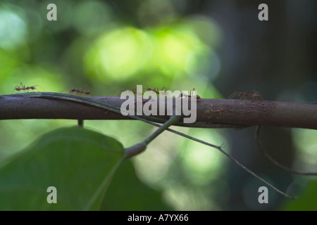 Rote Ameisen auf der Suche nach Nahrung im westafrikanischen Regenwald Ghana Stockfoto