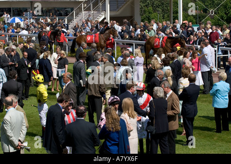 Studieren die Pferde in den Parade-Ring vor dem Rennen Stockfoto