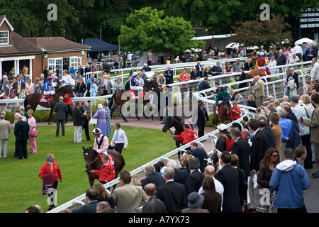 Studieren die Pferde in den Parade-Ring vor dem Rennen Stockfoto