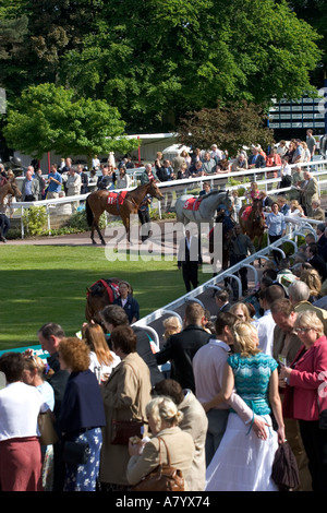 Studieren die Pferde in den Parade-Ring vor dem Rennen Stockfoto