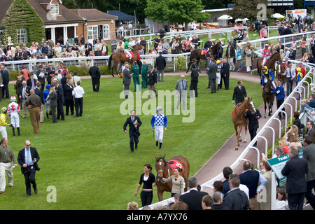 Studieren die Pferde in den Parade-Ring vor dem Rennen Stockfoto