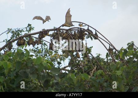 Strohfarben Flughunde oder Flying Fox, nach Hause zu kommen zu Roost kopfüber in den Wipfeln der hohen Bäume im Regenwald ausgesetzt zu hängen, Westafrika, Ghana Stockfoto