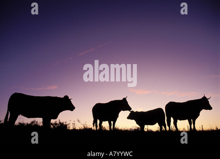 Frankreich, Aveyron, Region Aubrac, Kuh in einem Feld Stockfoto