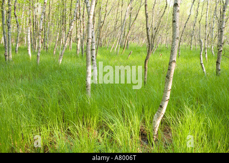 Papier-Birken, Betula Papyrifera, am Rand der großen Wiese in der Nähe von Sieur de Monts Spring in Maine Acadia Nationalpark Stockfoto