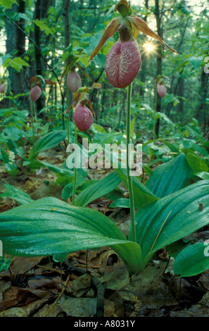 Urban Forestry Center, Portsmouth, NH. Pink Lady Slipper, Cypripendium Acaule, in einem New Hamshire-Wald. Stockfoto