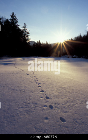 Tierspuren durchqueren eine verschneite Ammonoosuc River bei Sonnenuntergang.  White Mountains. Carroll, NH Stockfoto