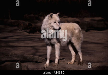 White Wolf Stockfoto