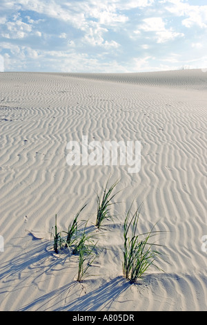 Vereinigte Staaten von Amerika, Texas. Monahans Sandhills State Park in Big Bend Bereich der Texas, gelegen in der nördlichen Spitze von der Chihuahua-Wüste. Stockfoto