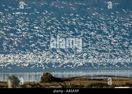 Nordamerika, USA, WA, Fir-Insel.  Herde von Schneegänse (Chen Caerulescens) abheben über Skagit River Delta. Stockfoto