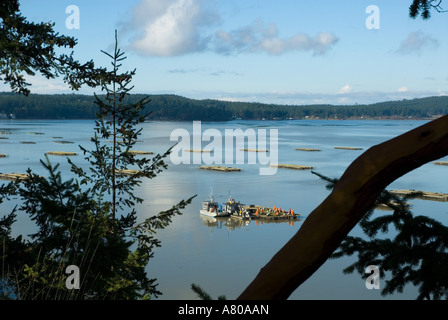 Nordamerika, USA, WA, Whidbey Island, Coupeville.  Renommierten Penn Cove Muscheln werden von diesen schwimmenden Flößen bewirtschaftet. Stockfoto