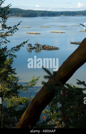 Nordamerika, USA, WA, Whidbey Island, Penn Cove, Coupeville. Renommierten Penn Cove Muscheln werden von diesen schwimmenden Flößen bewirtschaftet. Stockfoto