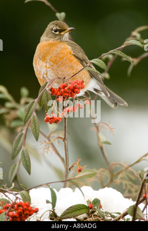 Nordamerika, USA, WA, Coupeville. American Robin ganzjährigen Bewohner im gesamten kontinentalen USA Stockfoto