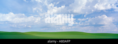 NA, USA, WA, Frühling Erbsen und Weizen Felder Whitman County Stockfoto