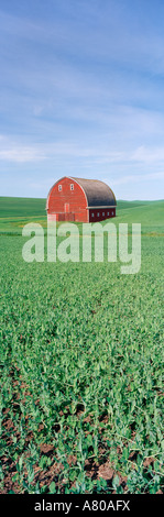 NA, USA, WA, Whitman County, rote Scheune im Frühjahr Erbse Feld Stockfoto