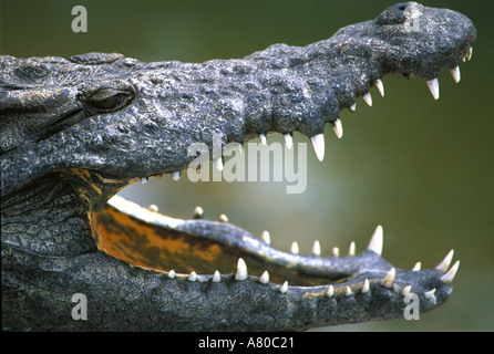 Nil-Krokodil-Simbabwe Stockfoto