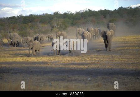 Elefanten Herde Simbabwe Stockfoto