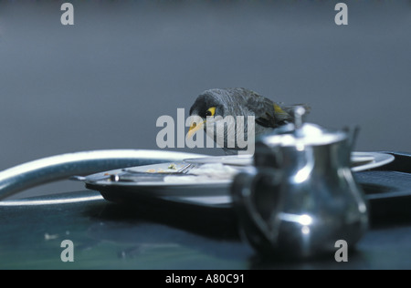Ein Vogel Essen vom Teller Stockfoto