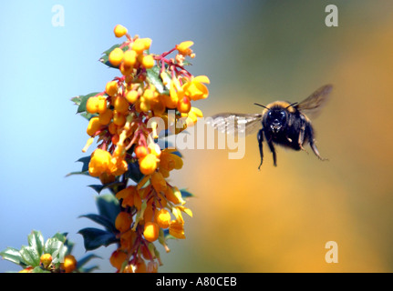 Bumblebee sammelt Pollen von einer Pflanze Berberis Stockfoto