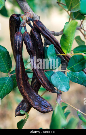 Johannisbrot auf Johannisbrotbaum Baum Ceratonia Siliqua wächst Stockfoto