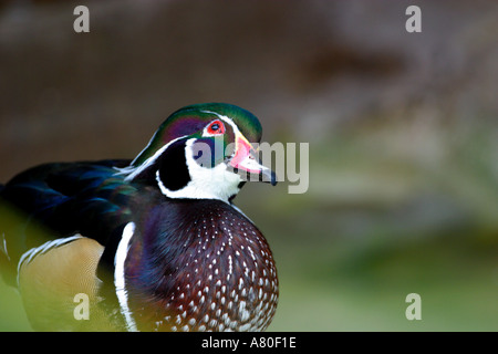 Holz Ente Stockfoto