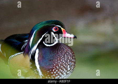 Holz Ente Stockfoto