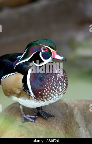 Holz Ente Stockfoto