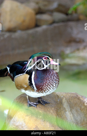 Holz Ente Stockfoto