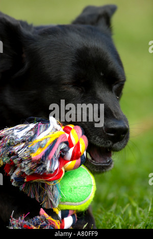Chow Akita Mischling Hund Stockfoto