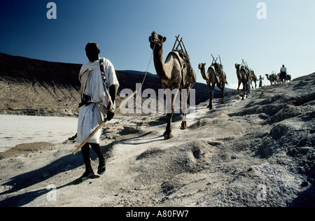 Djibouti, Assal See, Salz Karawane der Volksgruppe der Afar Stockfoto