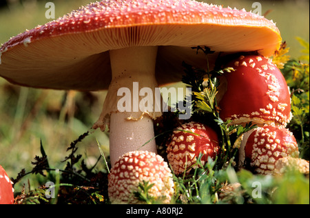 Frankreich, Pilze Fliegenpilz (Amanita Muscaria) Stockfoto