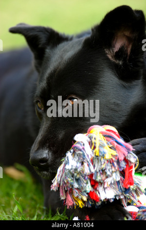 Chow Akita Mischling Hund Stockfoto