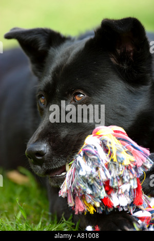 Chow Akita Mischling Hund Stockfoto