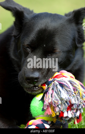 Chow Akita Mischling Hund Stockfoto