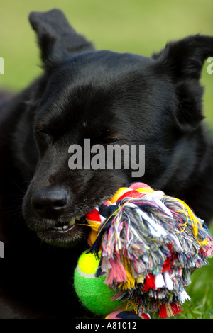 Chow Akita Mischling Hund Stockfoto