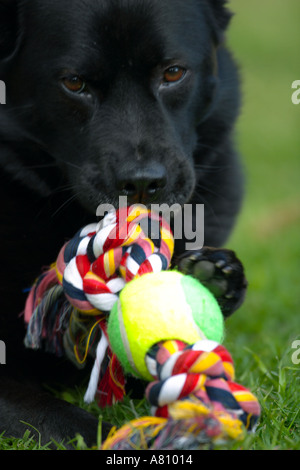 Chow Akita Mischling Hund Stockfoto
