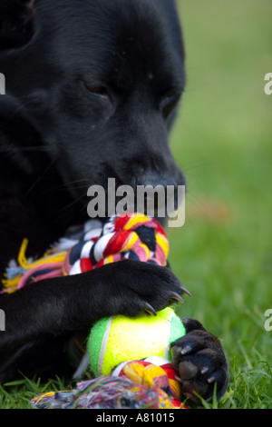 Chow Akita Mischling Hund Stockfoto