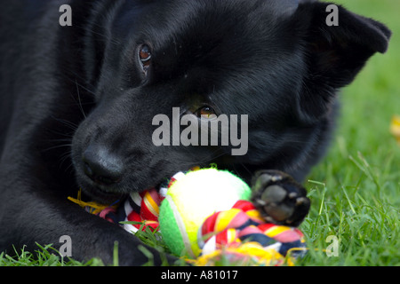 Chow Akita Mischling Hund Stockfoto