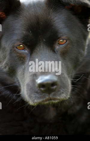 Chow Akita Mischling Hund Stockfoto