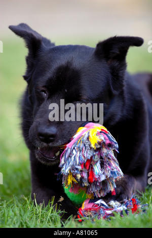 Chow Akita Mischling Hund Stockfoto