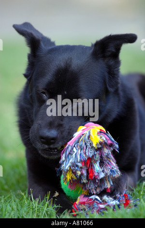 Chow Akita Mischling Hund Stockfoto