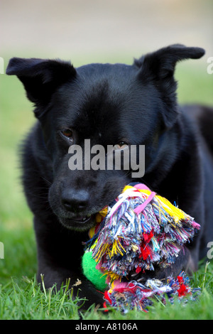 Chow Akita Mischling Hund Stockfoto
