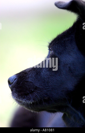 Chow Akita Mischling Hund Stockfoto