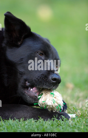 Chow Akita Mischling Hund Stockfoto
