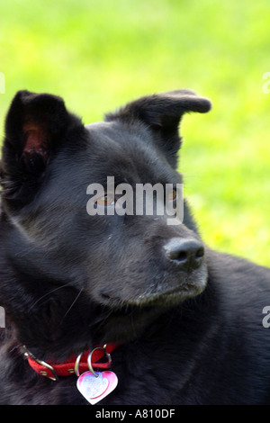 Chow Akita Mischling Hund Stockfoto