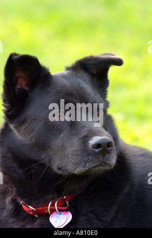 Chow Akita Mischling Hund Stockfoto